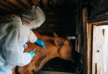 España detiene a casi 100 personas en operación nacional sobre seguridad alimentaria e inspecciones veterinarias « Euro Weekly News